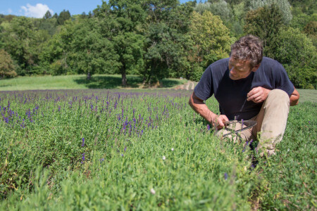  Jean-Michel Mayor dans son jardin d'herbes aromatiques. 