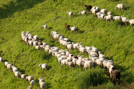  Les moutons de la famille de paysans Pasquier sur l'Alp à Fribourg. 