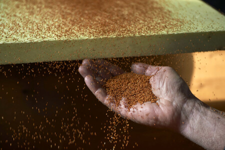 Graines de cameline.