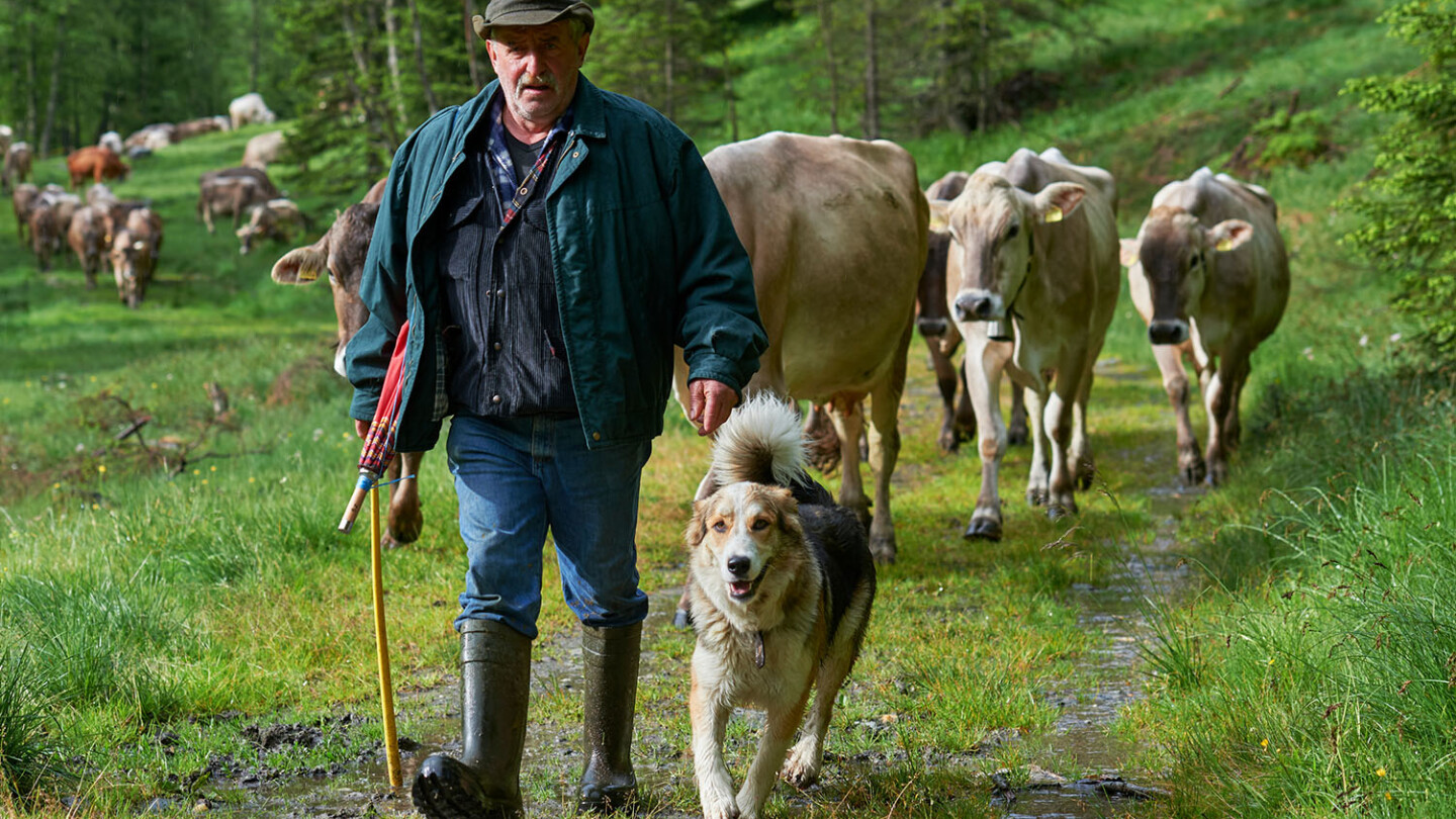 90 vaches à lait passent chaque année l’été sur l’alpage di Géira.